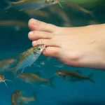 Dr.Fish people who are easy to gather