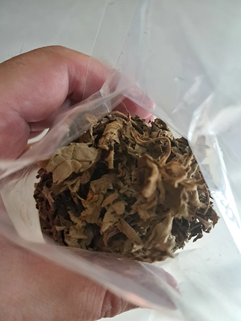 Why is mugwort tea rumored to be bad for the liver?