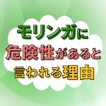 モリンガの危険性の理由