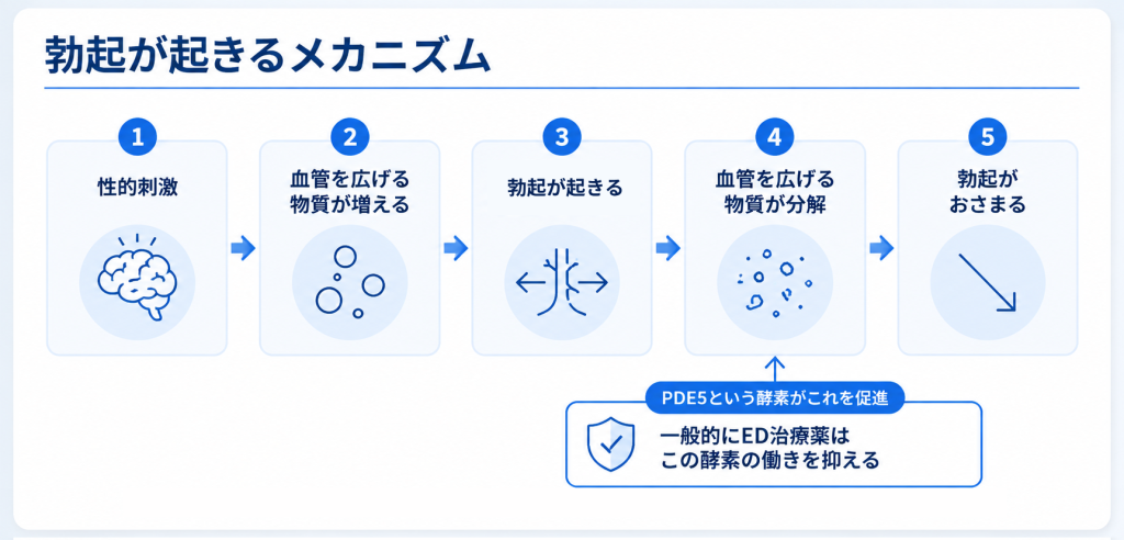 勃起が起きるメカニズム図解